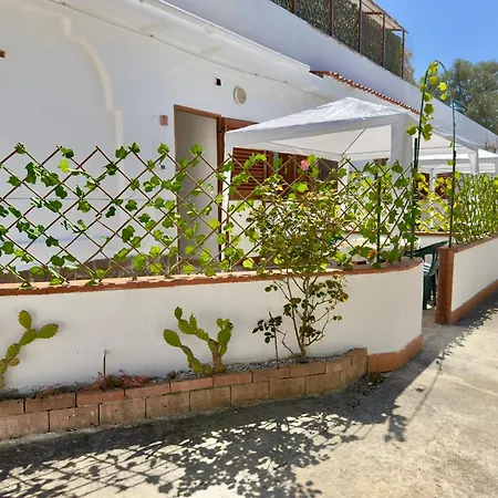 Maica *